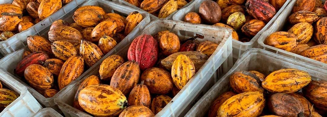 Du cacao aux start-ups, le voyage pour promouvoir les relations Brésil-Canada