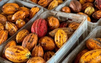 Du cacao aux start-ups, le voyage pour promouvoir les relations Brésil-Canada